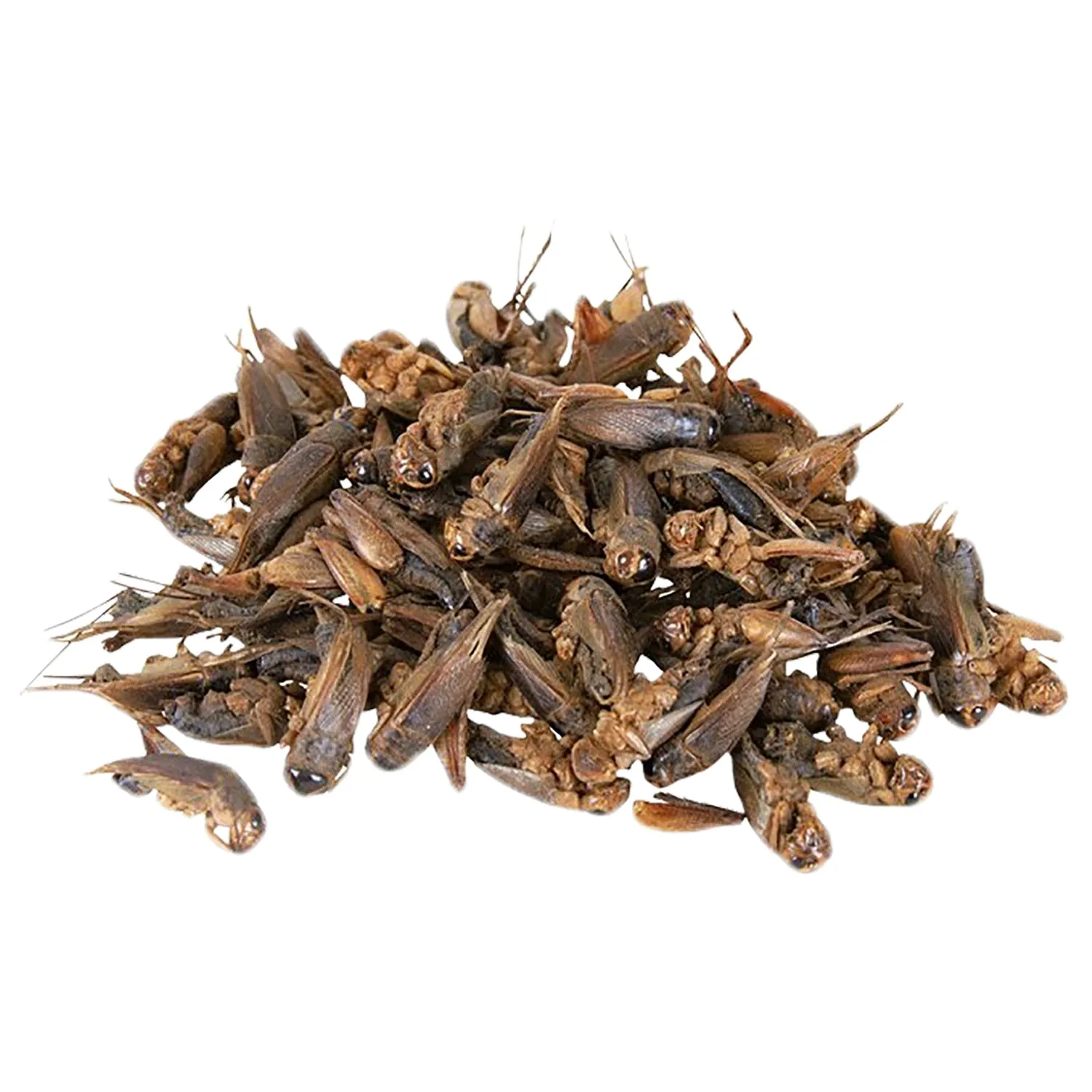 Dried Crickets 2.2 lb.