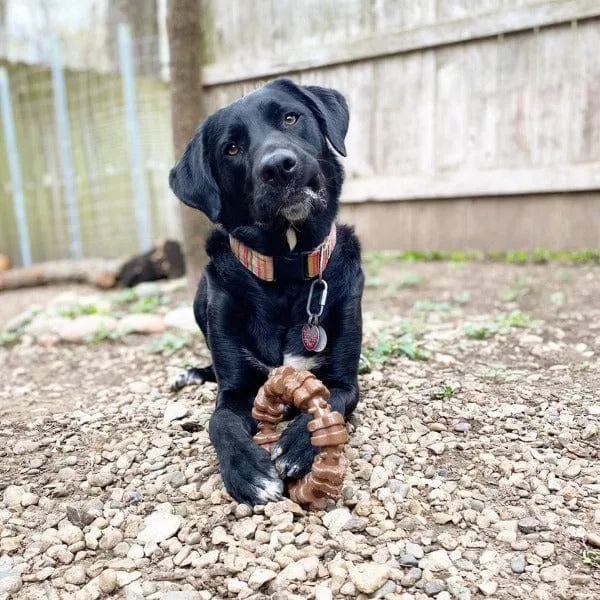 Nylabone Power Chew Textured Dog Ring Toy