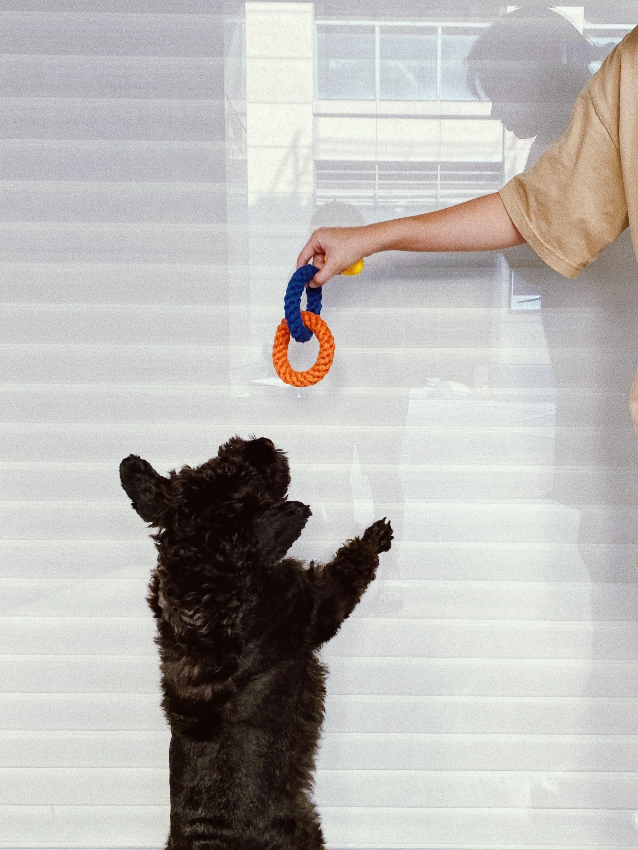 PEACH PIT Dog's Teething Rope Chew Toy