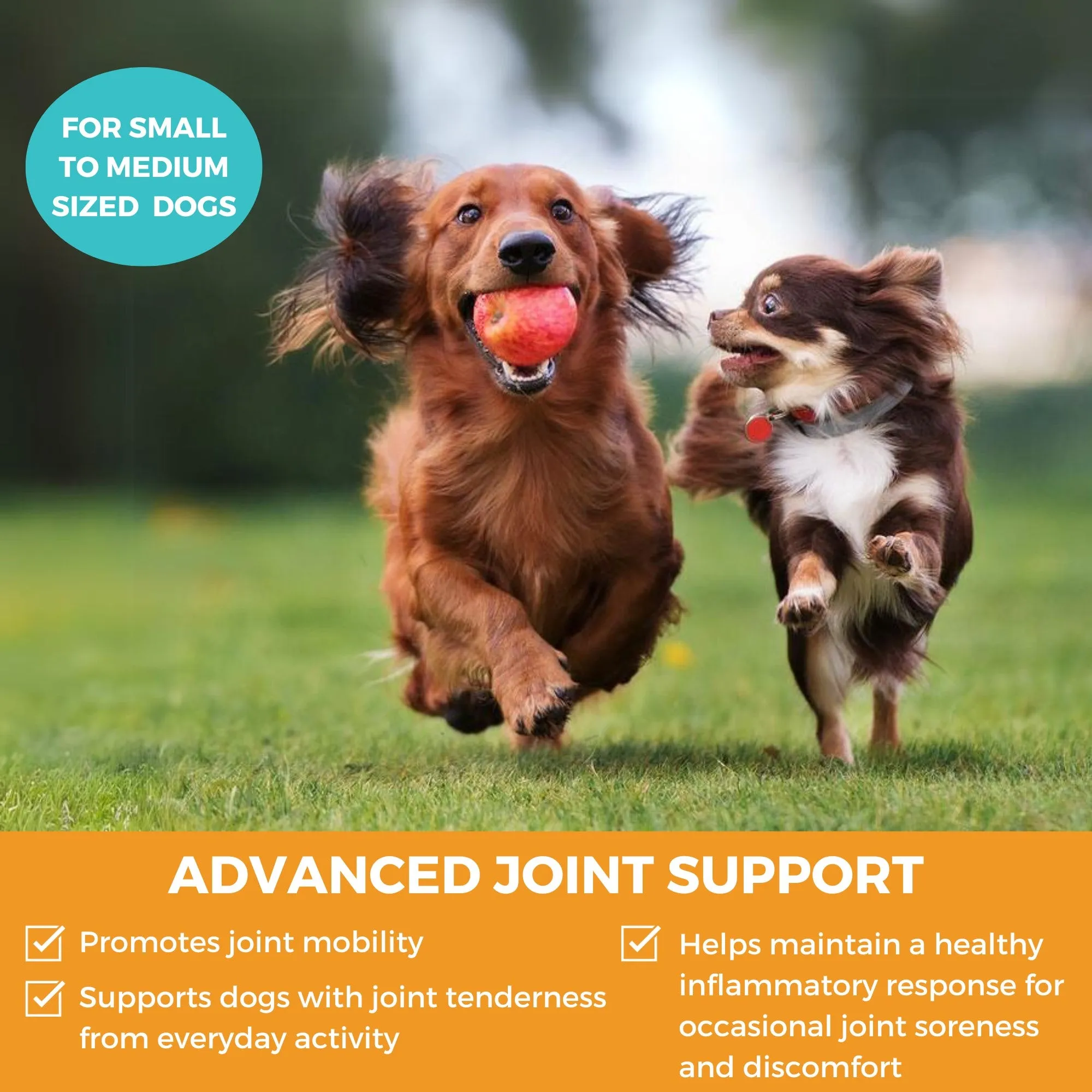 Progility Minis Hip & Joint Soft Chew Supplements | Advanced Joint Support - For Small & Medium Dogs